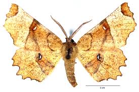 Attēlu rezultāti vaicājumam “Selenia dentaria imago”