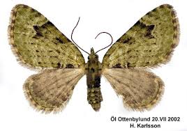 Attēlu rezultāti vaicājumam “Chloroclystis v-ata”