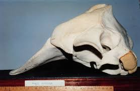 Image result for Kogia breviceps