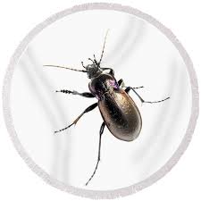 Attēlu rezultāti vaicājumam “Carabus nemoralis”
