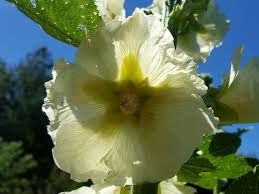 Image result for Stockrose