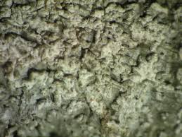 Attēlu rezultāti vaicājumam “Pertusaria albescens”