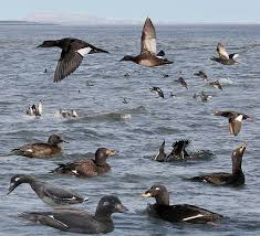 Attēlu rezultāti vaicājumam “Melanitta fusca”