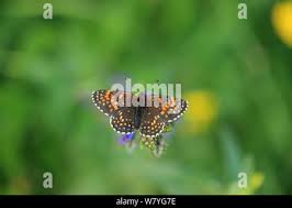 Attēlu rezultāti vaicājumam “Melitaea diamina upperside”