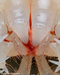 Attēlu rezultāti vaicājumam “Lycogala confusum macro”