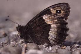 Attēlu rezultāti vaicājumam “Hipparchia alcyone”