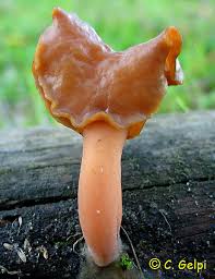 Attēlu rezultāti vaicājumam “Gyromitra infula”