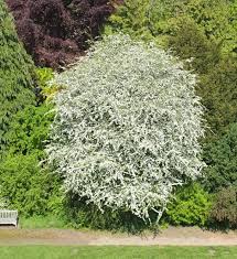 Attēlu rezultāti vaicājumam “Crataegus monogyna”
