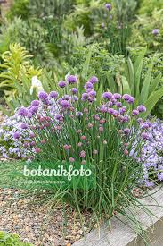 Image result for Allium schoenoprasum