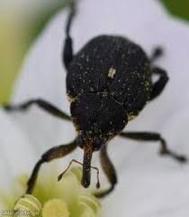 Attēlu rezultāti vaicājumam “Mononychus punctumalbum”
