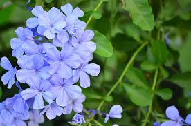 Attēlu rezultāti vaicājumam “Plumbaginaceae”