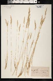 Attēlu rezultāti vaicājumam “Corynephorus canescens leaf”