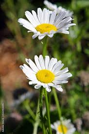 Image result for Chrysanthemum leucanthemum