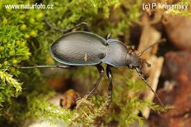 Attēlu rezultāti vaicājumam “Carabus glabratus”
