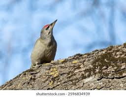 Attēlu rezultāti vaicājumam “Picus canus”