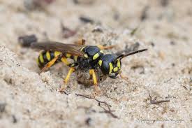 Attēlu rezultāti vaicājumam “Cerceris arenaria”