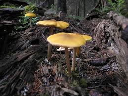 Attēlu rezultāti vaicājumam “Pluteus leoninus”