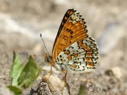 Attēlu rezultāti vaicājumam “Melitaea cinxia upperside”