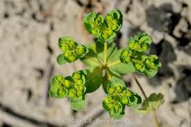 Attēlu rezultāti vaicājumam “Euphorbia helioscopia leaf”