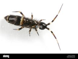 Attēlu rezultāti vaicājumam “Orchesella sp.”