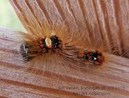 Attēlu rezultāti vaicājumam “Moma alpium”