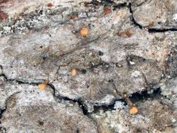 Attēlu rezultāti vaicājumam “Sclerophora coniophaea”