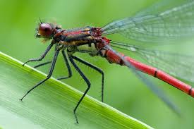 Attēlu rezultāti vaicājumam “Pyrrhosoma nymphula”