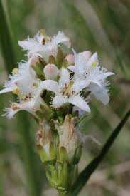 Attēlu rezultāti vaicājumam “Menyanthes trifoliata”