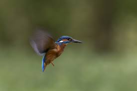 Attēlu rezultāti vaicājumam “Alcedo atthis adult”