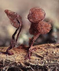 Attēlu rezultāti vaicājumam “Craterium aureonucleatum spores”