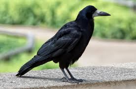 Attēlu rezultāti vaicājumam “Corvus frugilegus adult”