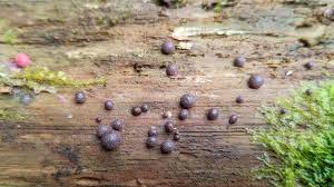 Attēlu rezultāti vaicājumam “Lycogala cf. fossiculatum sessile”