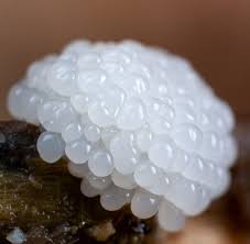 Attēlu rezultāti vaicājumam “Lamproderma gulielmae spores”