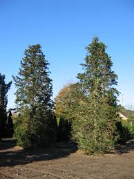 Attēlu rezultāti vaicājumam “Chamaecyparis lawsoniana”