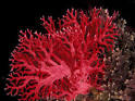 red-coral-1-400x3001.jpg