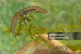 Attēlu rezultāti vaicājumam “Triturus vulgaris male”