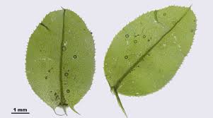 Attēlu rezultāti vaicājumam “Plagiomnium affine”