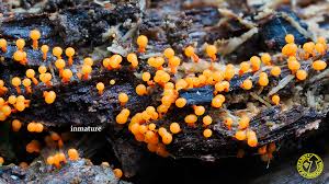 Attēlu rezultāti vaicājumam “Physarum psittacinum”