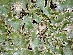 Attēlu rezultāti vaicājumam “Punctelia subrudecta”