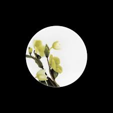 Image result for Christrose