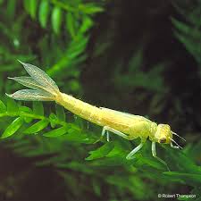 Attēlu rezultāti vaicājumam “Ischnura pumilio”