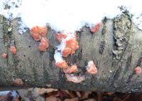 Attēlu rezultāti vaicājumam “Craterocolla cerasi”