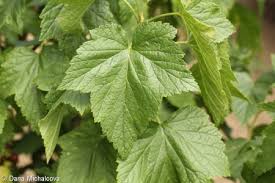 Attēlu rezultāti vaicājumam “Ribes nigrum”