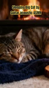 Image result for Cat sleeping in guitar