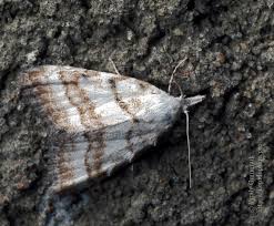 Attēlu rezultāti vaicājumam “Nola aerugula”