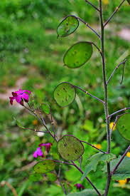 Attēlu rezultāti vaicājumam “Lunaria annua leaf”