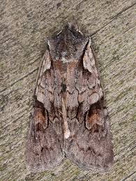 Attēlu rezultāti vaicājumam “Lithophane furcifera”