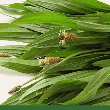 Attēlu rezultāti vaicājumam “Plantago lanceolata fruit”