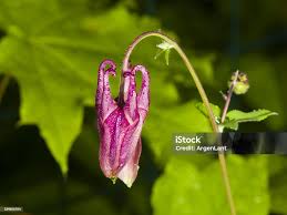 Attēlu rezultāti vaicājumam “Aquilegia vulgaris bud”