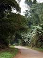 Floresta-Maiombe.jpg